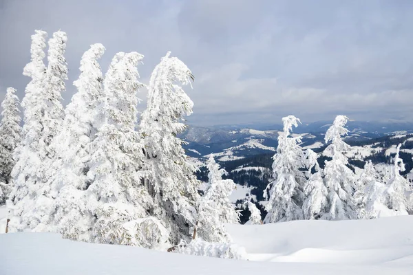 Carpathian mountains, Ukraine. Trees covered with hoarfrost and snow in winter mountains - Christmas snowy background — Stockfoto