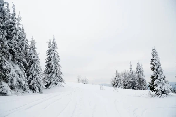 Montagne carpatiche, Ucraina. Bellissimo paesaggio invernale. Il bosco è coperto di neve. — Foto Stock