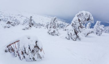 Kardan sonra karla kaplı köknar ormanı ve kış günü sisli gri gökyüzü. Karpat Dağları, Ukrayna