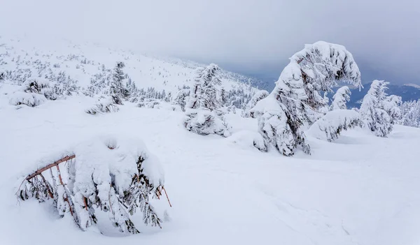 Kardan sonra karla kaplı köknar ormanı ve kış günü sisli gri gökyüzü. Karpat Dağları, Ukrayna