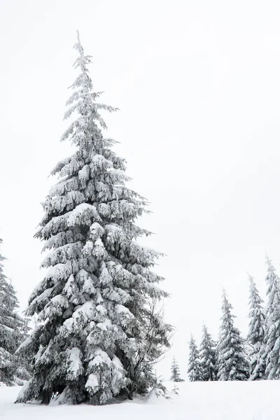 Carpathian mountains, Ukraine. Beautiful winter landscape. The forrest ist covered with snow. Imagen de stock