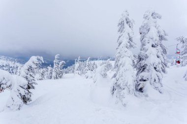 Kardan sonra karla kaplı köknar ormanı ve kış günü sisli gri gökyüzü. Karpat Dağları, Ukrayna
