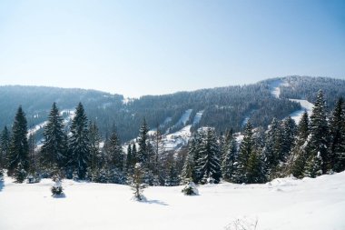 Kış Harikalar Diyarı arka plan. Soğuk güneşli bir günde dağ çam ormanı. Karlı ağaçlar ve mavi gökyüzü