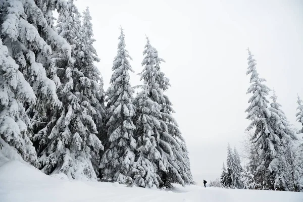 Karpat Dağları, Ukrayna. Güzel kış manzarası. Orman işçisi karla kaplı..