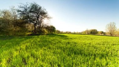 Poltava, Ukrayna. Yeşil buğday tarlası gün batımında güneş parlıyor çimenler yaz günü ağaçlar gökyüzü sıraları