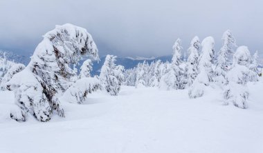 Kardan sonra karla kaplı köknar ormanı ve kış günü sisli gri gökyüzü. Karpat Dağları, Ukrayna
