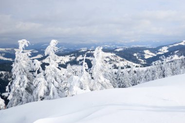 Karpat Dağları, Ukrayna. Kış dağlarında karla kaplı ağaçlar - Noel karlı zemin