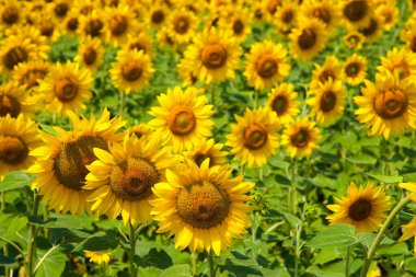 Harkov, Ukrayna. Güneşli günlerde ve sıcak havada gökyüzünün arka planında ayçiçeği tarlaları çiçek açıyor. Ayçiçeği sebze yağı üretimi için ekilen popüler bir tarladır..