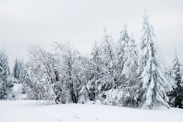 Karpat Dağları, Ukrayna. Güzel kış manzarası. Orman işçisi karla kaplı..