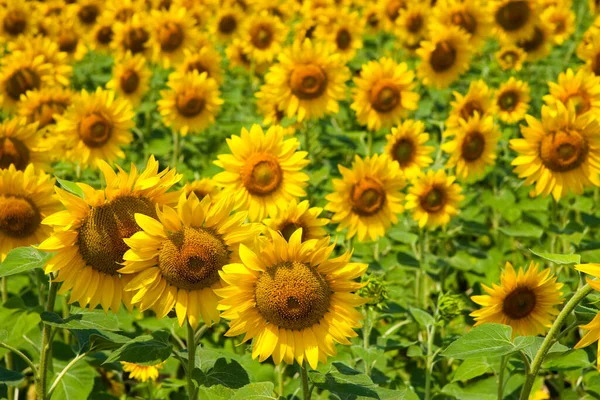 Harkov, Ukrayna. Güneşli günlerde ve sıcak havada gökyüzünün arka planında ayçiçeği tarlaları çiçek açıyor. Ayçiçeği sebze yağı üretimi için ekilen popüler bir tarladır..
