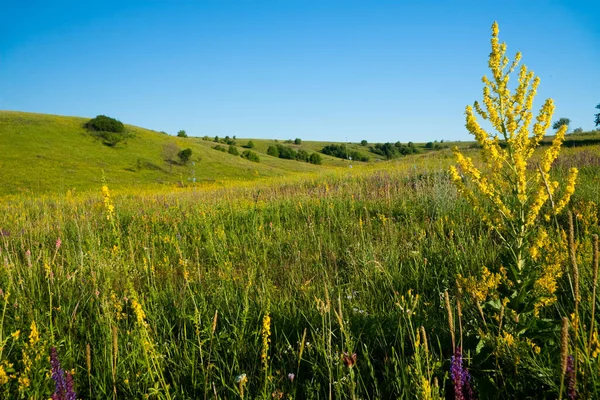 Medicinalörter med gula blommor Hypericum, ört eller buske med karakteristiska gula femkronorsblommor och parade ovala blad, som används i medicinska preparat för behandling av olika sjukdomar — Stockfoto