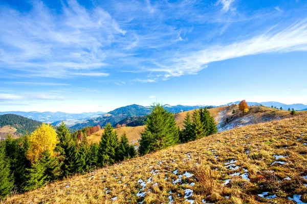 Magnifique paysage magnifique avec forêt de montagnes et prairie avec des arbres dans les montagnes des Carpates, Ukraine. — Photo