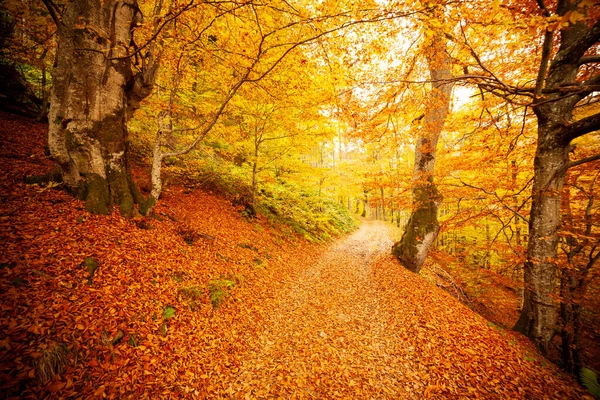 Ścieżka w jesiennym lesie, słońce świecące między drzewami. Jesienne liście. — Zdjęcie stockowe