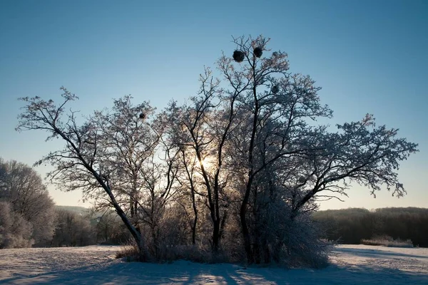 Winterse atmosferische landschap met vorst bedekte droge planten tijdens sneeuwval. Winter Kerst achtergrond — Stockfoto