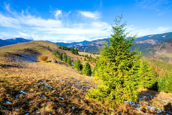 Wunderschöne Landschaft mit Bergwald und Baumwiese in den Karpaten, Ukraine. — Stockfoto