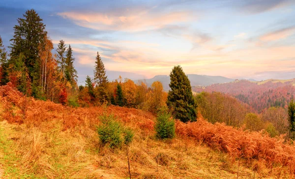 Yoğun sis vadiyi, ormanı kapladı. Görkemli sonbahar manzarası. Portakal yaprakları ve altın otile huş ağacı. Yer yeri Karpat ulusal parkı, Ukrayna, Avrupa.