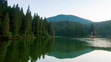 Güzel doğa ve bereketli yeşil ormanlar ve Karpatlar 'ın incisinin etrafındaki bitki örtüsüyle harika bir manzara - Synevyr Gölü. Ukrayna 'daki Karpatlar. Büyük köknar üzerinde mistik sis.