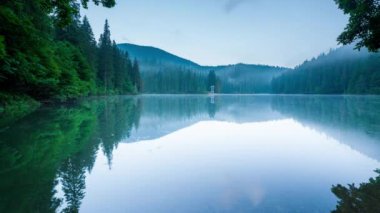 Güzel doğa ve bereketli yeşil ormanlar ve Karpatlar 'ın incisinin etrafındaki bitki örtüsüyle harika bir manzara - Synevyr Gölü. Ukrayna 'daki Karpatlar. Büyük köknar üzerinde mistik sis.