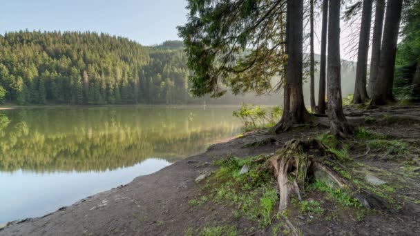 Schöne Natur und eine wunderbare Landschaft mit üppig grünen Wäldern und Vegetation rund um die Perle der Karpaten - den Synevyr-See. Karpaten in der Ukraine. Mystischer Nebel über den großen Tannen. — Stockvideo