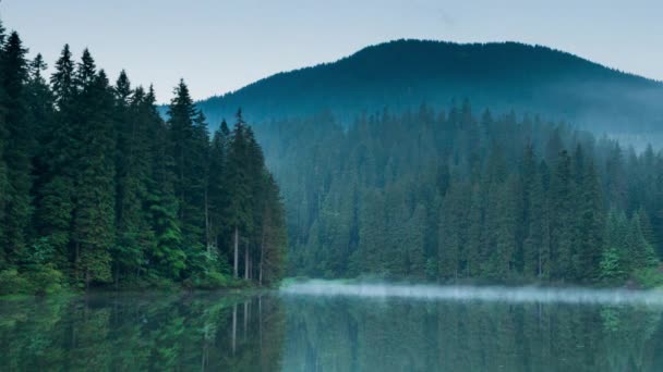 Beautiful nature and a wonderful landscape with lush green forests and vegetation around the pearl of the Carpathians - Lake Synevyr. Carpathians in Ukraine. Mystical fog over the great firs. — Stock Video