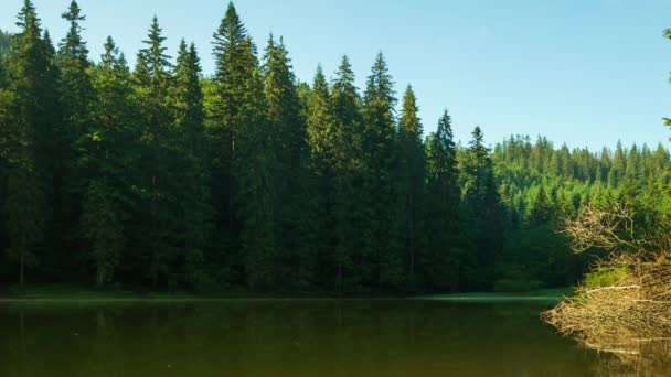 Bela natureza e uma paisagem maravilhosa com florestas verdes exuberantes e vegetação ao redor da pérola dos Cárpatos - Lago Synevyr. Cárpatos na Ucrânia. Nevoeiro místico sobre os grandes abetos. — Vídeo de Stock