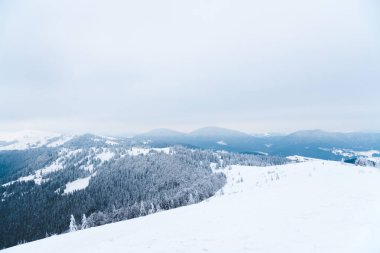 Karpat Dağları, Ukrayna. Güzel kış manzarası. Orman işçisi karla kaplı..
