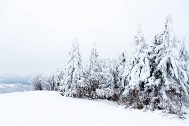 Karpat Dağları, Ukrayna. Güzel kış manzarası. Orman işçisi karla kaplı..