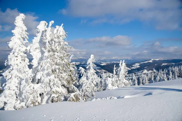 Carpathian mountains, Ukraine. Wonderful snow-covered firs against the backdrop of mountain peaks. Panoramic view of the picturesque snowy winter landscape. Gorgeous and quiet sunny day. — Stock Photo, Image