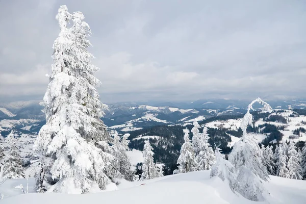 Montagnes des Carpates, Ukraine. Arbres couverts de givre et de neige dans les montagnes d'hiver - Noël fond neigeux — Photo