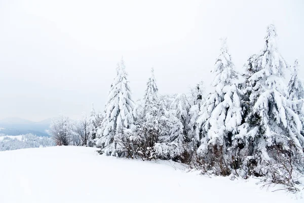Karpat Dağları, Ukrayna. Güzel kış manzarası. Orman işçisi karla kaplı..