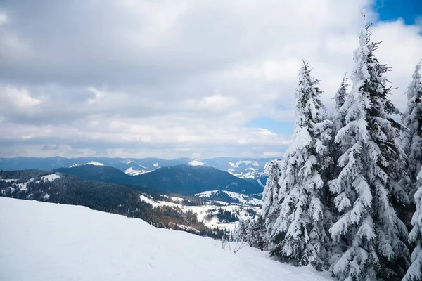 Dağın tepesinden, ormandaki donma ve alçak bulut manzarası.