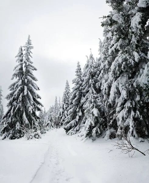 Montagne carpatiche, Ucraina. Alberi ricoperti di gelo e neve nelle montagne invernali - Natale sfondo innevato — Foto Stock