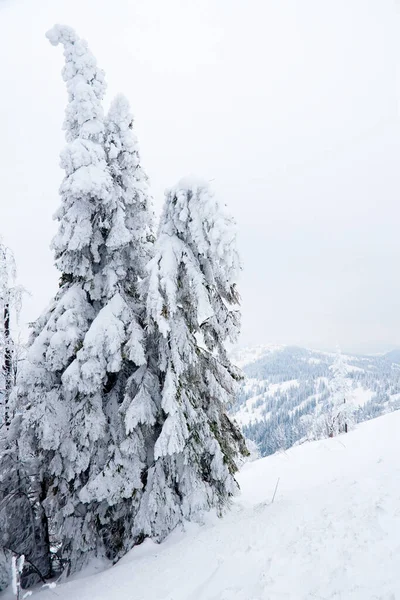 Karpat Dağları, Ukrayna. Güzel kış manzarası. Orman işçisi karla kaplı..