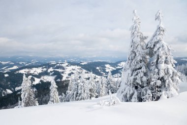 Karpat Dağları, Ukrayna. Kış dağlarında karla kaplı ağaçlar - Noel karlı zemin