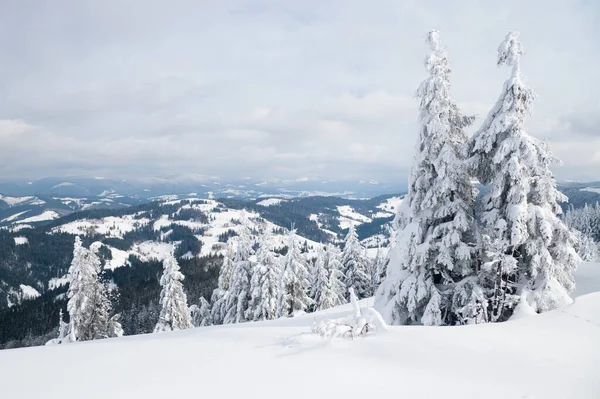 Karpat Dağları, Ukrayna. Kış dağlarında karla kaplı ağaçlar - Noel karlı zemin