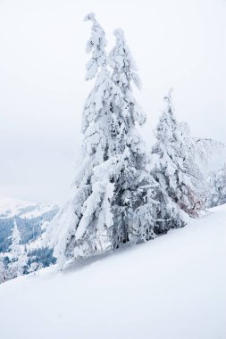 Karpat Dağları, Ukrayna. Güzel kış manzarası. Orman işçisi karla kaplı..