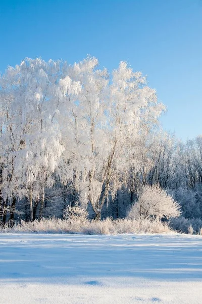 降雪期间，冬季的大气景观上覆盖着霜冻干燥的植物。冬季圣诞背景 — 图库照片