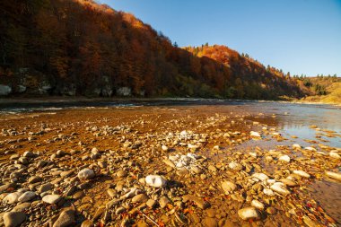 Sonbaharda şelalenin manzarası. Sonbahar renklerinde şelale. Sonbahar manzarasında dağ nehri. Ukrayna, Stryj Nehri.