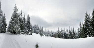 Karpat Dağları, Ukrayna. Kış dağlarında karla kaplı ağaçlar - Noel karlı zemin