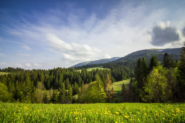 Karpat Dağları, Ukrayna. Gün batımında dağlar. Yaz mevsiminde güzel doğal manzara