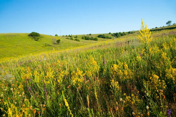 Medicinalörter med gula blommor Hypericum, ört eller buske med karakteristiska gula femkronorsblommor och parade ovala blad, som används i medicinska preparat för behandling av olika sjukdomar — Stockfoto