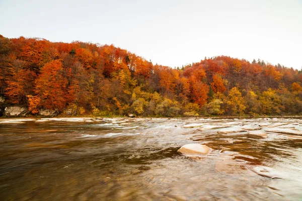 Sonbaharda şelalenin manzarası. Sonbahar renklerinde şelale. Sonbahar manzarasında dağ nehri. Ukrayna, Stryj Nehri.