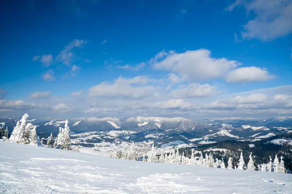 Carpathian mountains, Ukraine. Wonderful snow-covered firs against the backdrop of mountain peaks. Panoramic view of the picturesque snowy winter landscape. Gorgeous and quiet sunny day. — Photo