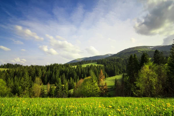 Karpat Dağları, Ukrayna. Gün batımında dağlar. Yaz mevsiminde güzel doğal manzara