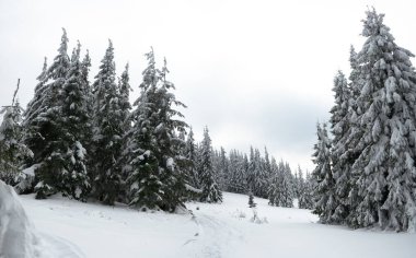 Karpat Dağları, Ukrayna. Kış dağlarında karla kaplı ağaçlar - Noel karlı zemin