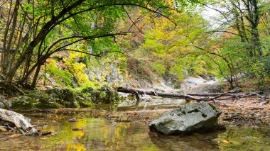 Yaz günü orman suyu hareket bulanıklığı dalgalarıyla