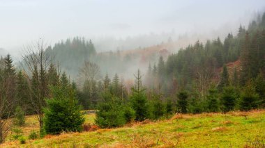 Ukrayna, Karpatlar. Sonbahar dağlarında sabah sisi var. Karlı dağlarla ve koşu sisiyle manzara.
