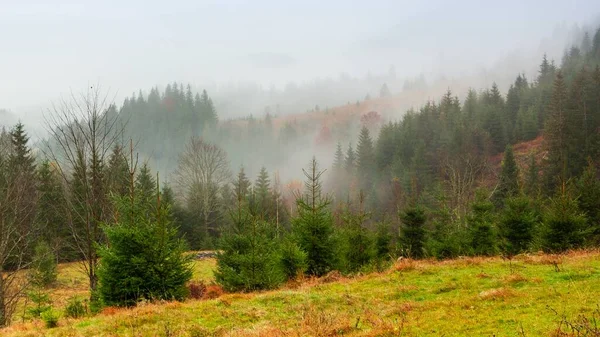Ukrayna, Karpatlar. Sonbahar dağlarında sabah sisi var. Karlı dağlarla ve koşu sisiyle manzara.
