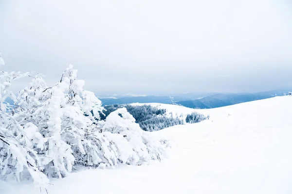 Carpathian mountains, Ukraine. Beautiful winter landscape. The forrest ist covered with snow. — Fotografia de Stock