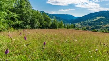 Güneş, Karpat Dağları 'nın Synevir geçidinde. Tepedeki çimenler. Carpathian dağlarındaki kırsal muhteşem manzara. Synevyr Geçidi 'nde dinlenme yeri, Karpatlar, Ukrayna.